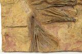 Ordovician Fossil Crinoid Plate - Marzane, Morocco #290446-2